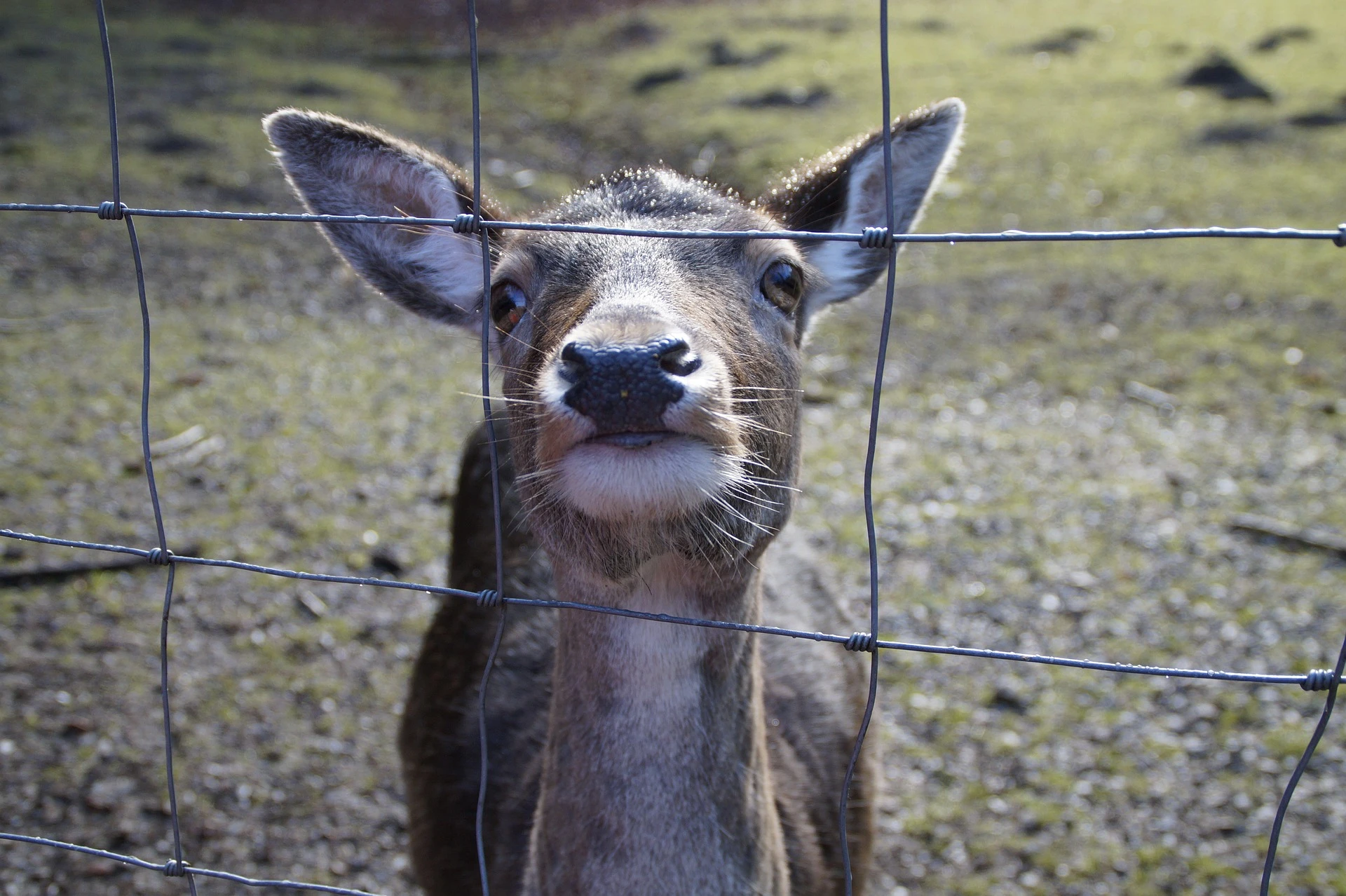 deer-fence-8